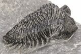 Coltraneia Trilobite Fossil - Huge Faceted Eyes #216508-1